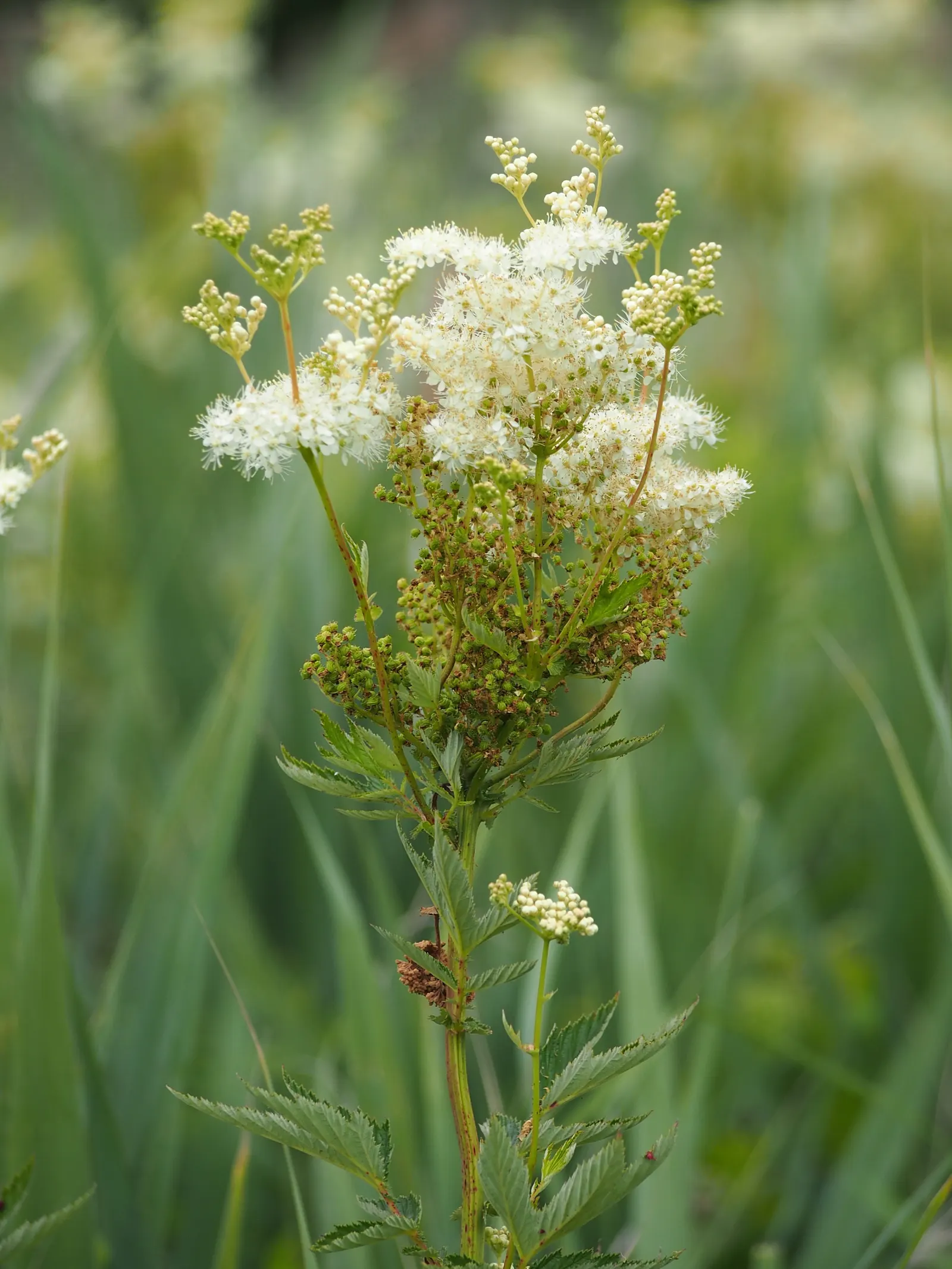 Meadow Sweet (Astilbe X Arendsii) — perennial with pink and purple and red and yellow blooms; the plant's bloom time extends over several weeks, image 86