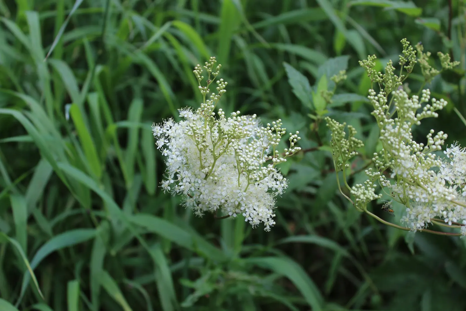 Meadow Sweet (Astilbe X Arendsii) — thrives in USDA hardiness zones 4 through 9; part of the Saxifragaceae family, image 126