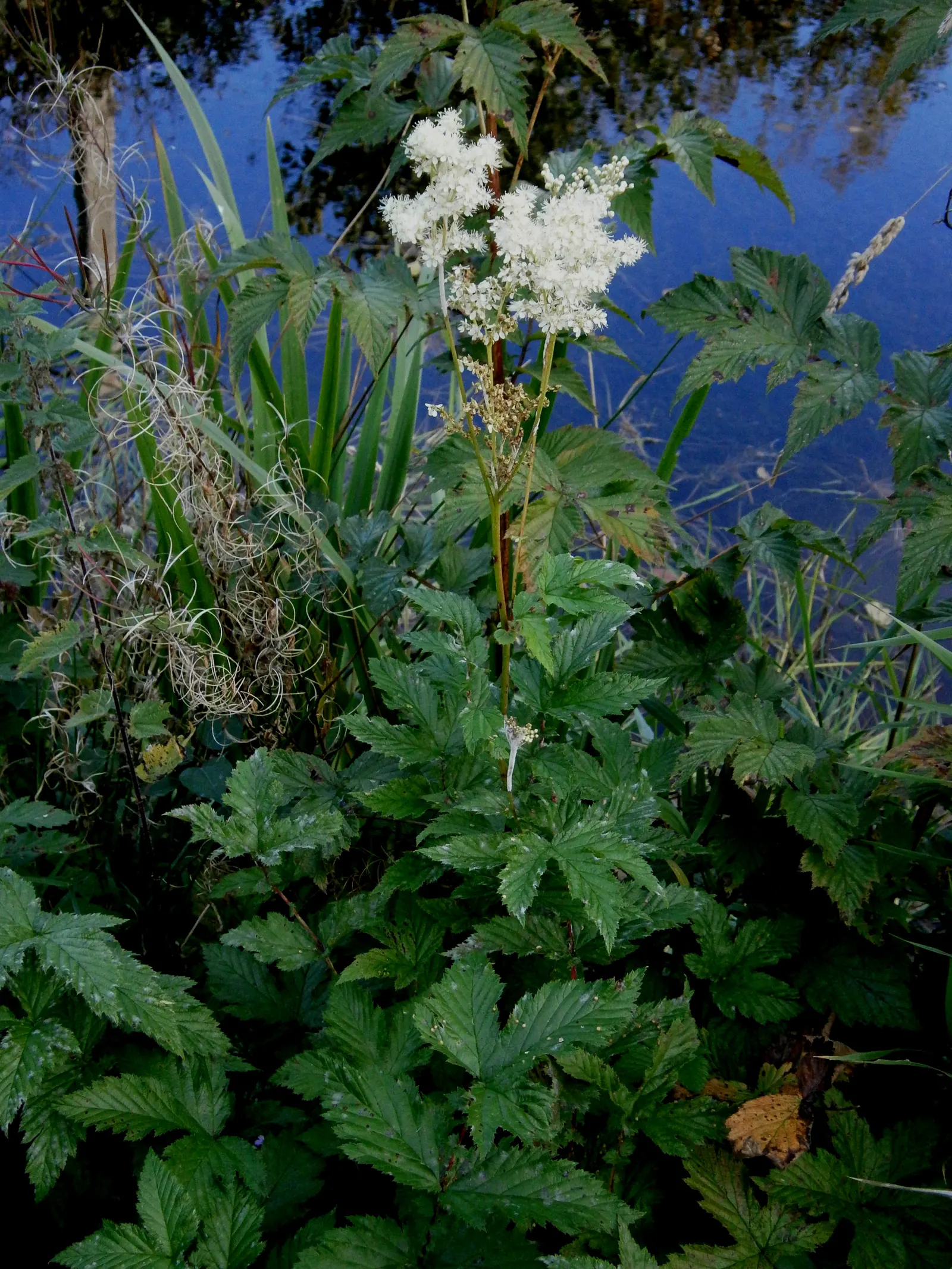 Meadow Sweet (Astilbe X Arendsii) — consider grouping it in clusters or mass plantings for a visually striking effect; providing midsummer color, image 113