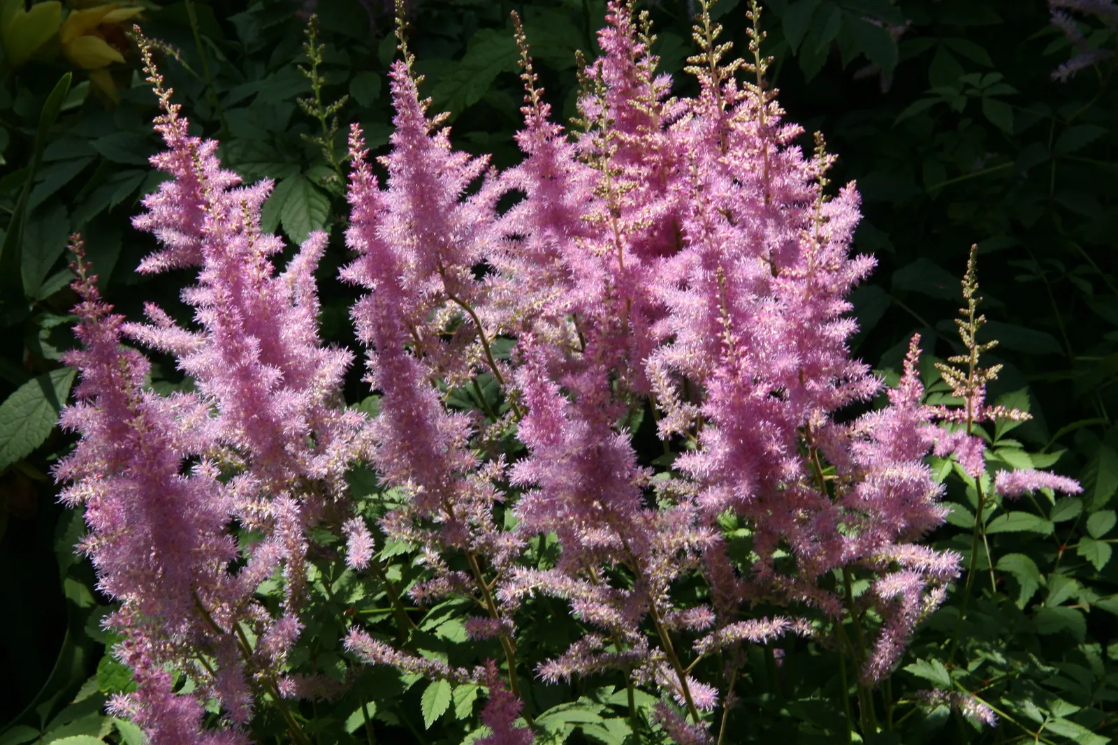 Meadow Sweet (Astilbe X Arendsii) — offering a visual feast ranging from whites and pinks to deep reds and purples; commonly known as Meadow Sweet, image 105