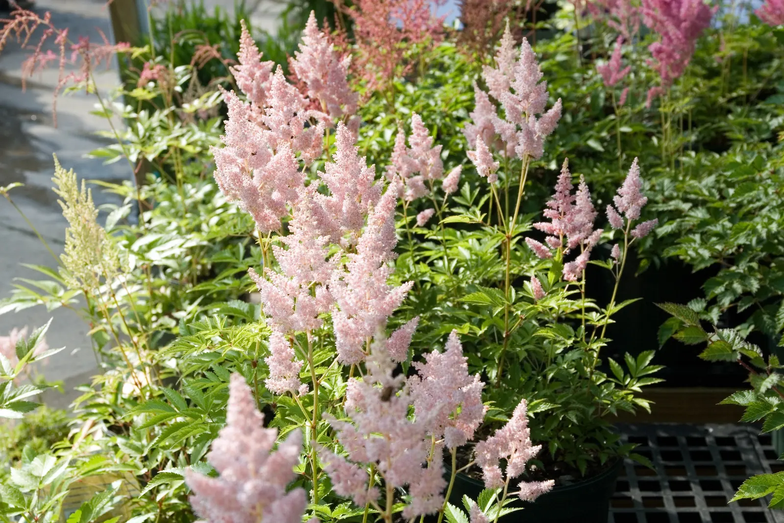 Meadow Sweet (Astilbe X Arendsii) — commonly known as Meadow Sweet; it blooms in mid to late summer, image 152