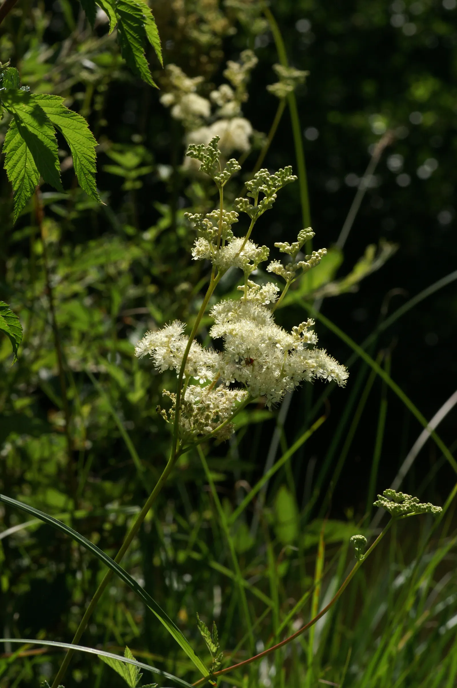 Meadow Sweet (Astilbe X Arendsii) — commonly known as Meadow Sweet; it blooms in mid to late summer, image 94