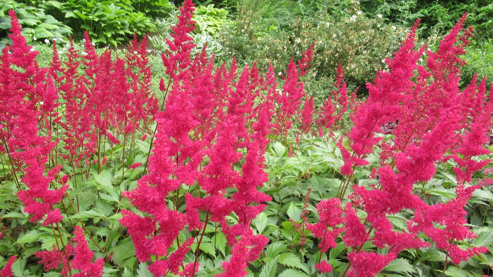Meadow Sweet (Astilbe X Arendsii) — It reaches 18-24 inches in height, favoring partial shade and moist, well-drained soils; offering a visual, image 148