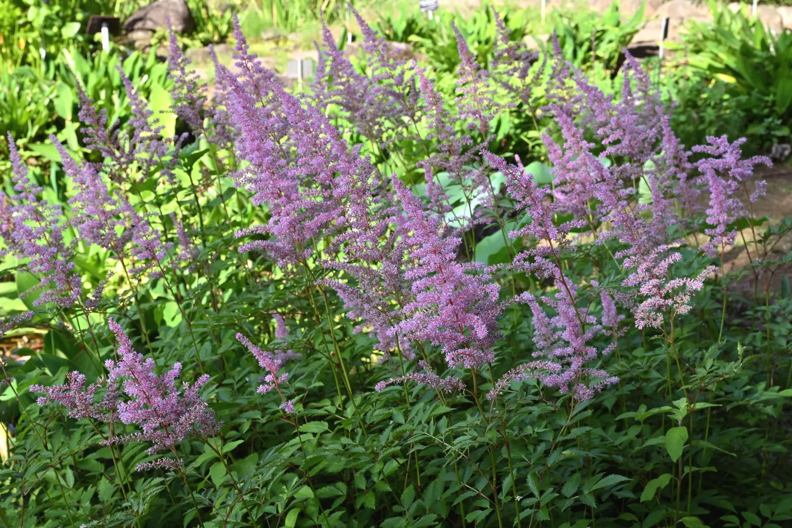 Meadow Sweet (Astilbe X Arendsii) — perennial with pink and purple and red and yellow blooms; the plant's bloom time extends over several weeks, image 144
