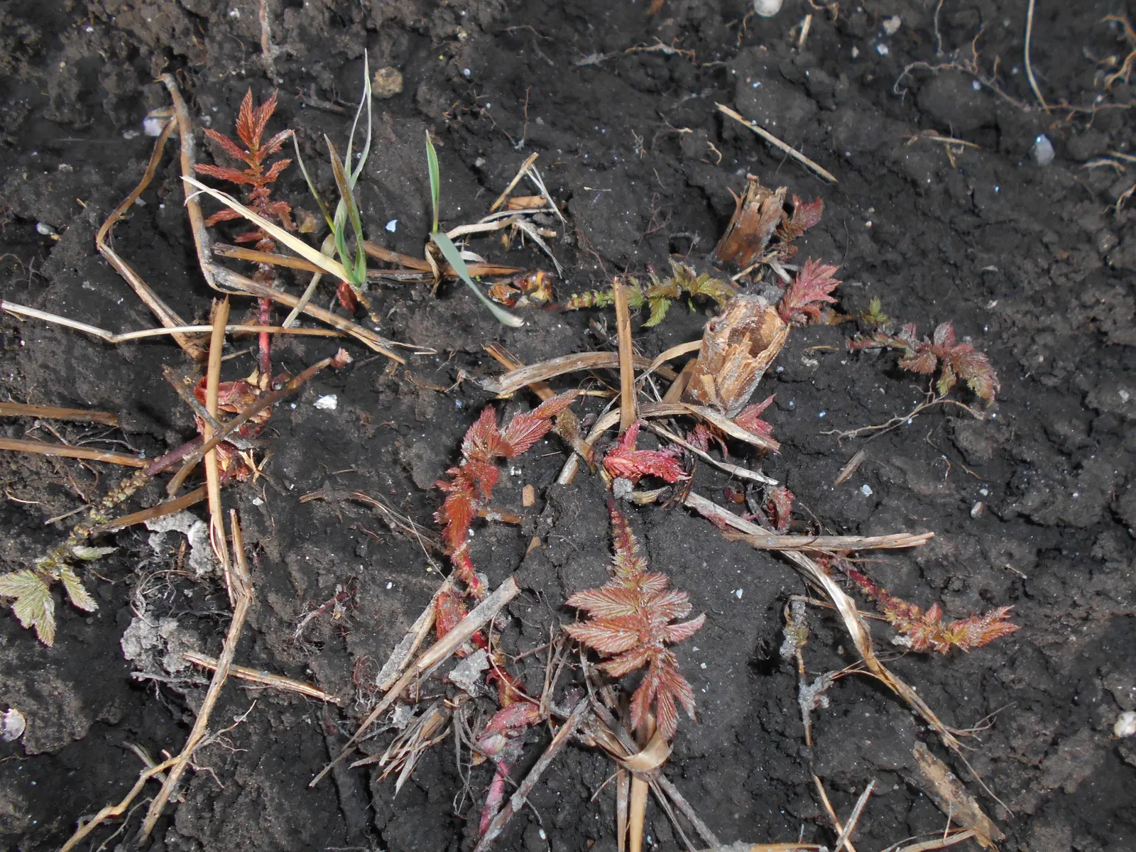 Meadow Sweet (Astilbe X Arendsii) — When integrating Meadow Sweet into a landscape; pink and purple and red and yellow flowers in the garden, image 112