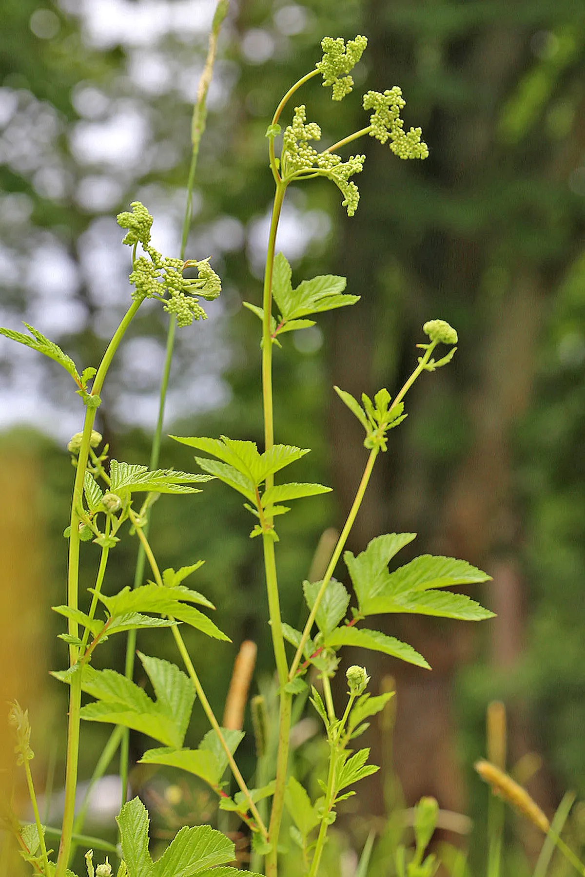 Meadow Sweet (Astilbe X Arendsii) — commonly known as Meadow Sweet; it blooms in mid to late summer, image 65