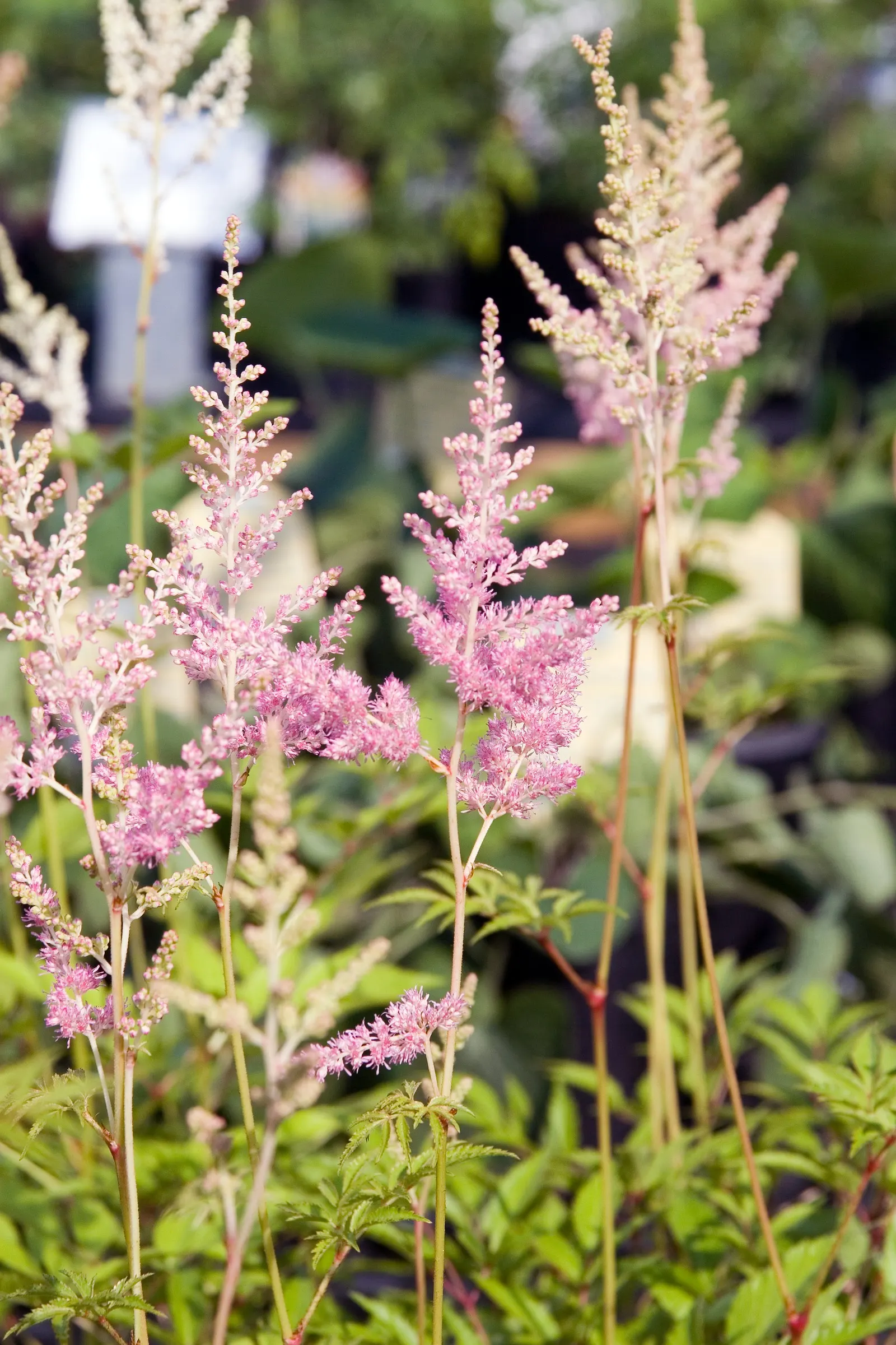 Meadow Sweet (Astilbe X Arendsii) — It blooms in mid to late summer; perennial for shade, image 104