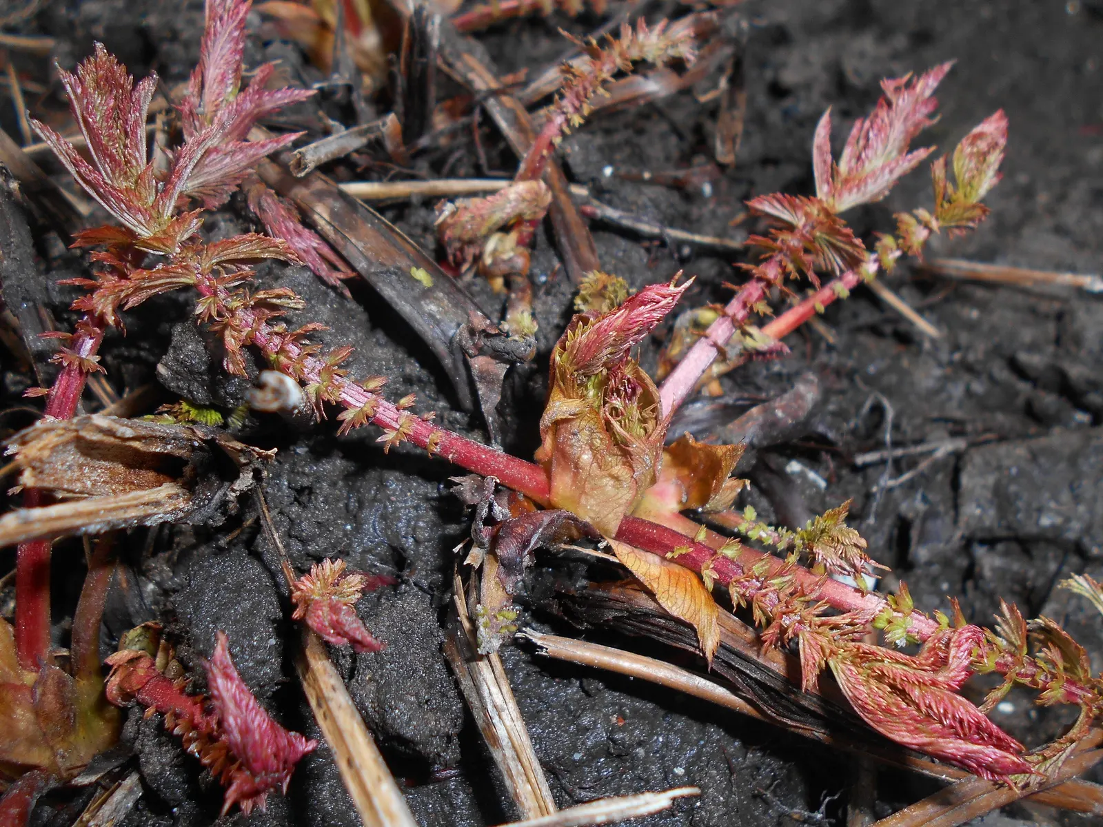 Meadow Sweet (Astilbe X Arendsii) — pink and purple and red and yellow flowers in the garden; it prefers part shade to full shade, image 114