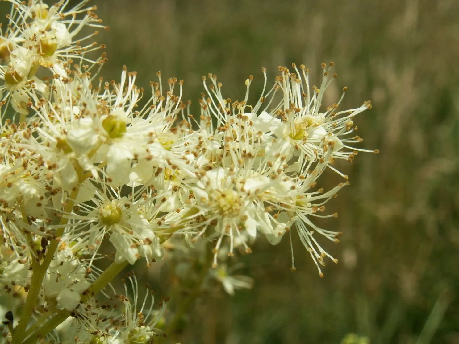 Meadow Sweet (Astilbe X Arendsii) — It prefers part shade to full shade; astilbe x arendsii's attractive foliage persists even after blooms have, image 70