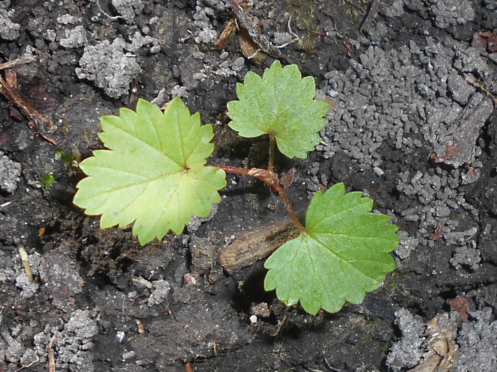 Meadow Sweet (Astilbe X Arendsii) — ensuring visual interest throughout the growing season; providing a long-lasting display of, image 82