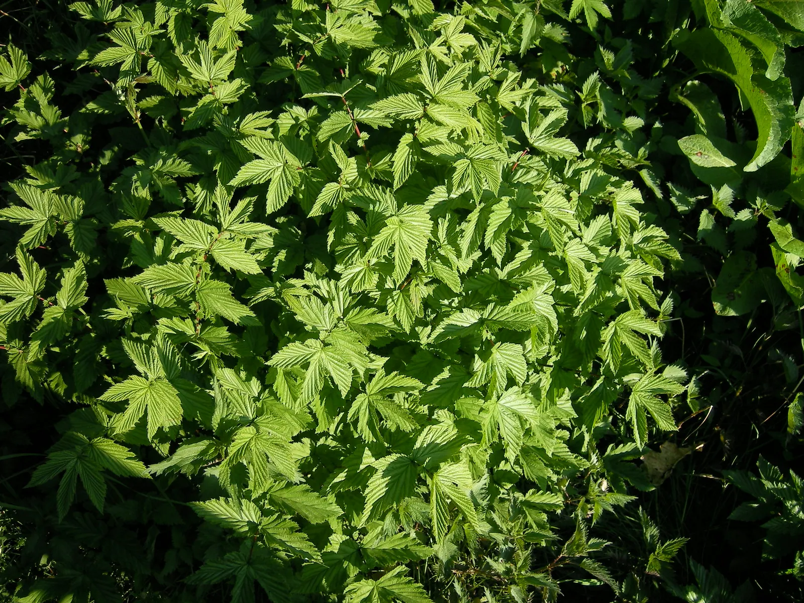 Meadow Sweet (Astilbe X Arendsii) — This plant flourishes in USDA zones 4 to 9; when integrating Meadow Sweet into a landscape, image 62