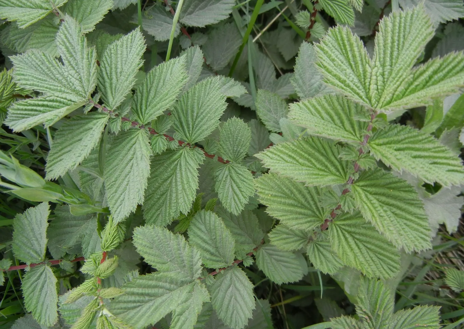 Meadow Sweet (Astilbe X Arendsii) — This plant flourishes in USDA zones 4 to 9; when integrating Meadow Sweet into a landscape