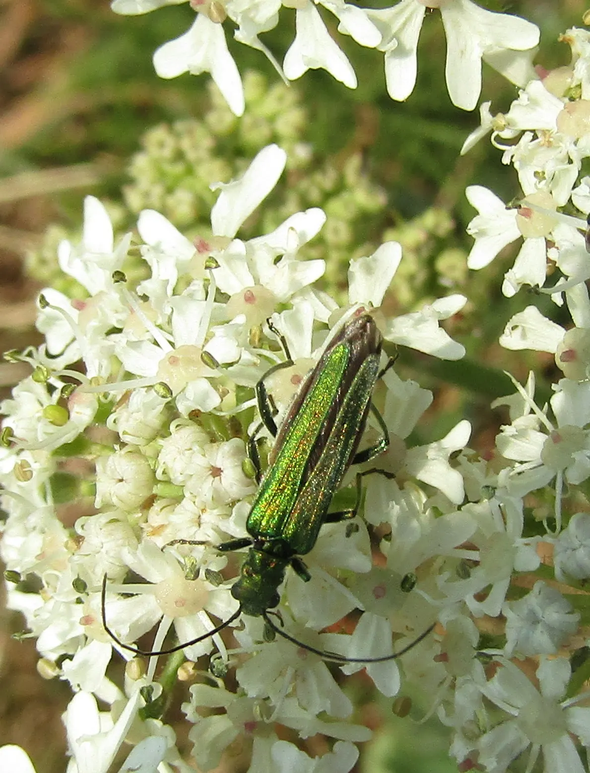 Meadow Sweet (Astilbe X Arendsii) — rich soil with good drainage; commonly called Meadow Sweet, image 158