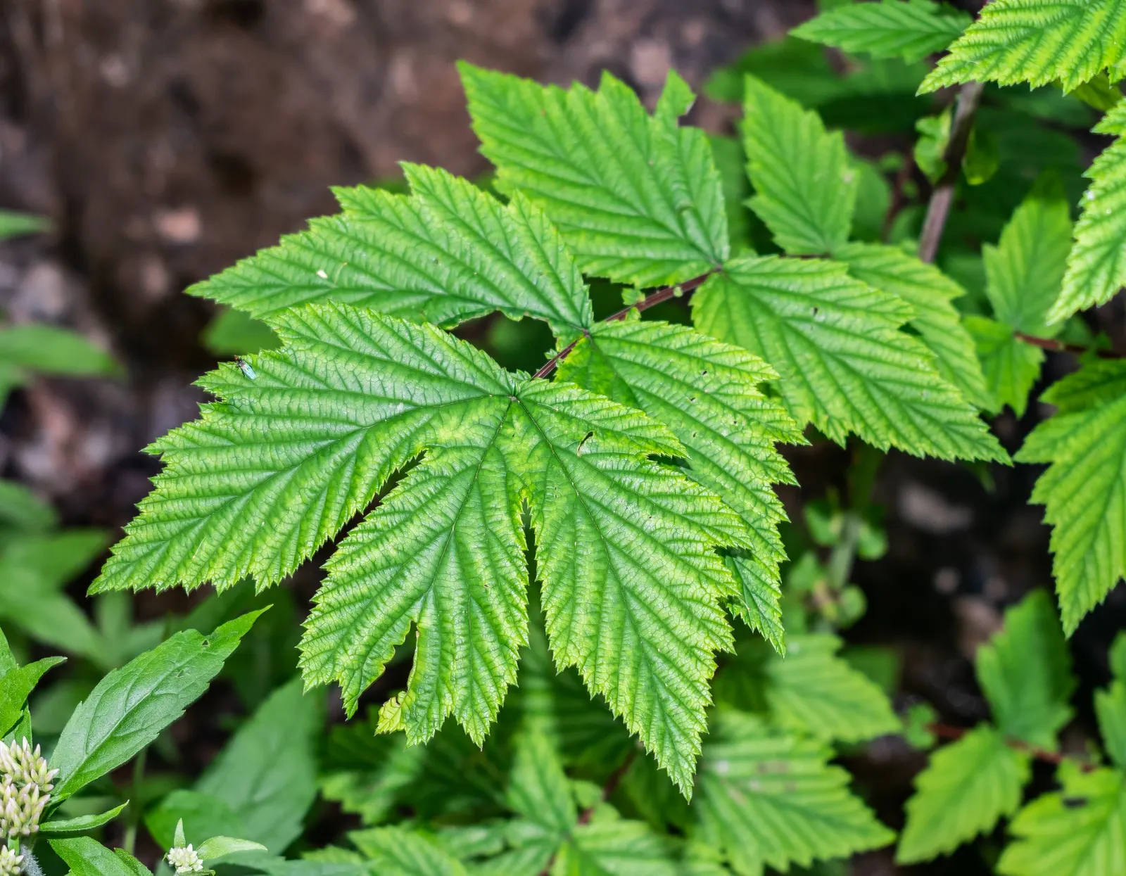 Meadow Sweet (Astilbe X Arendsii) — They should be watered regularly to keep the soil from drying out; perennial with pink and purple and red and yellow blooms