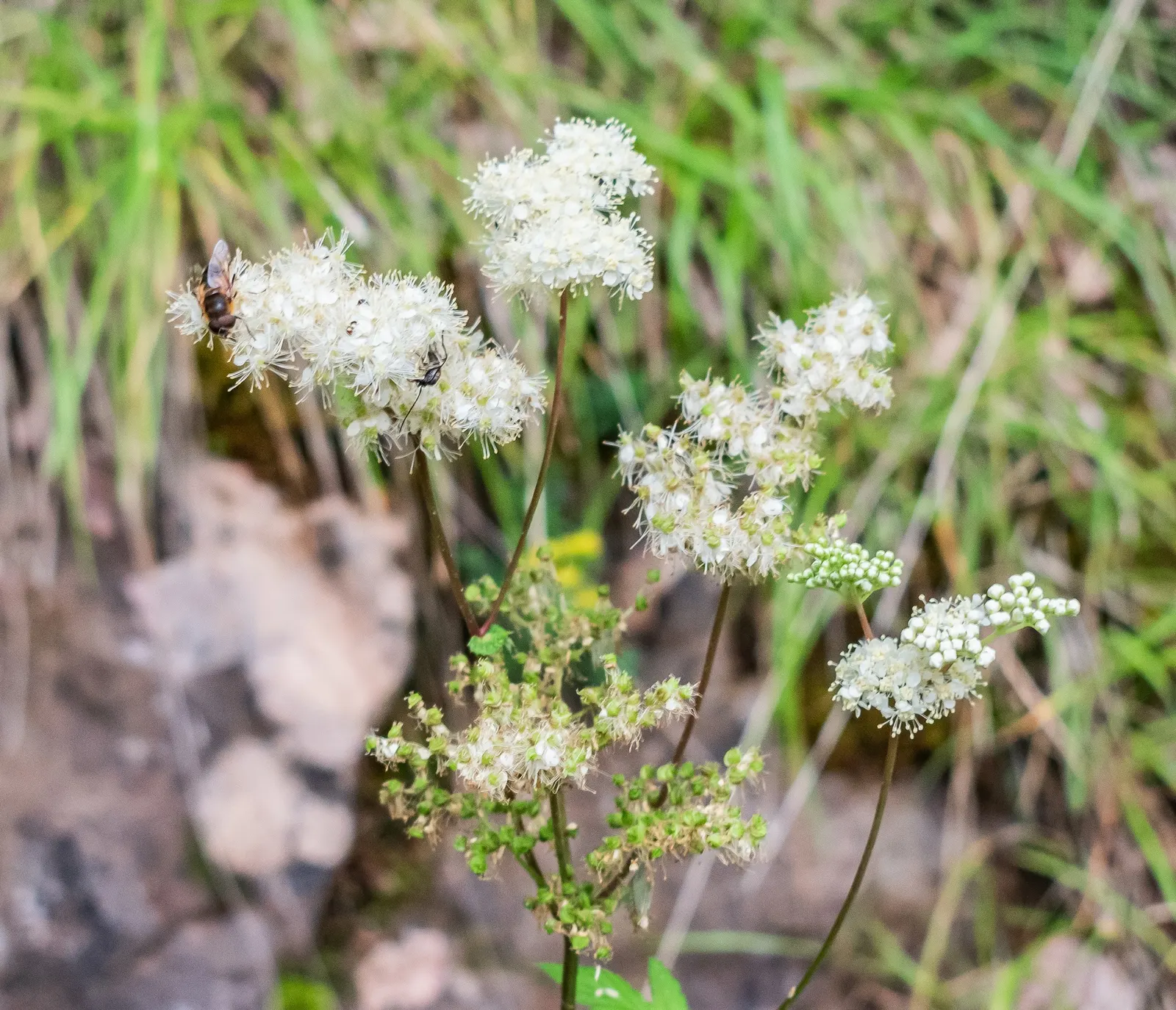Meadow Sweet (Astilbe X Arendsii) — It blooms in mid to late summer; perennial for shade
