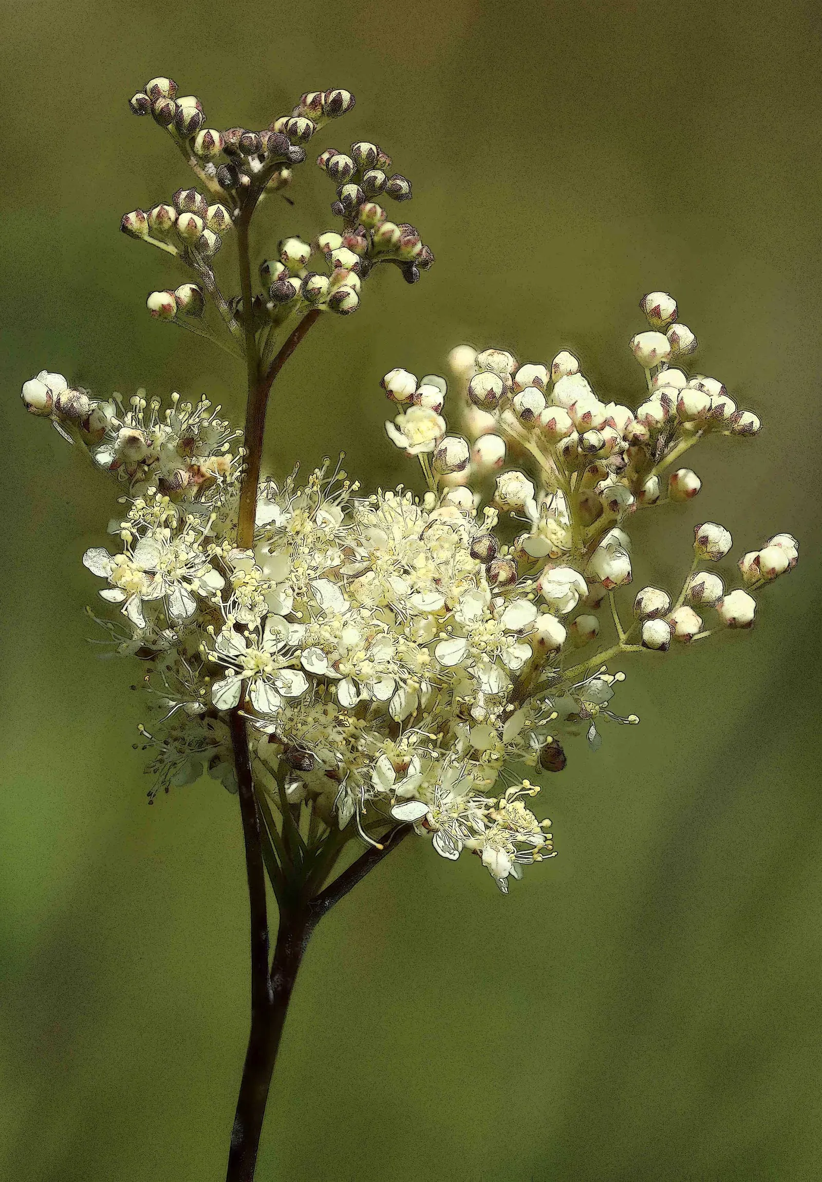 Meadow Sweet (Astilbe X Arendsii) — providing a long-lasting display of color.<br><br>Astilbes are relatively low maintenance; they should be watered regularly