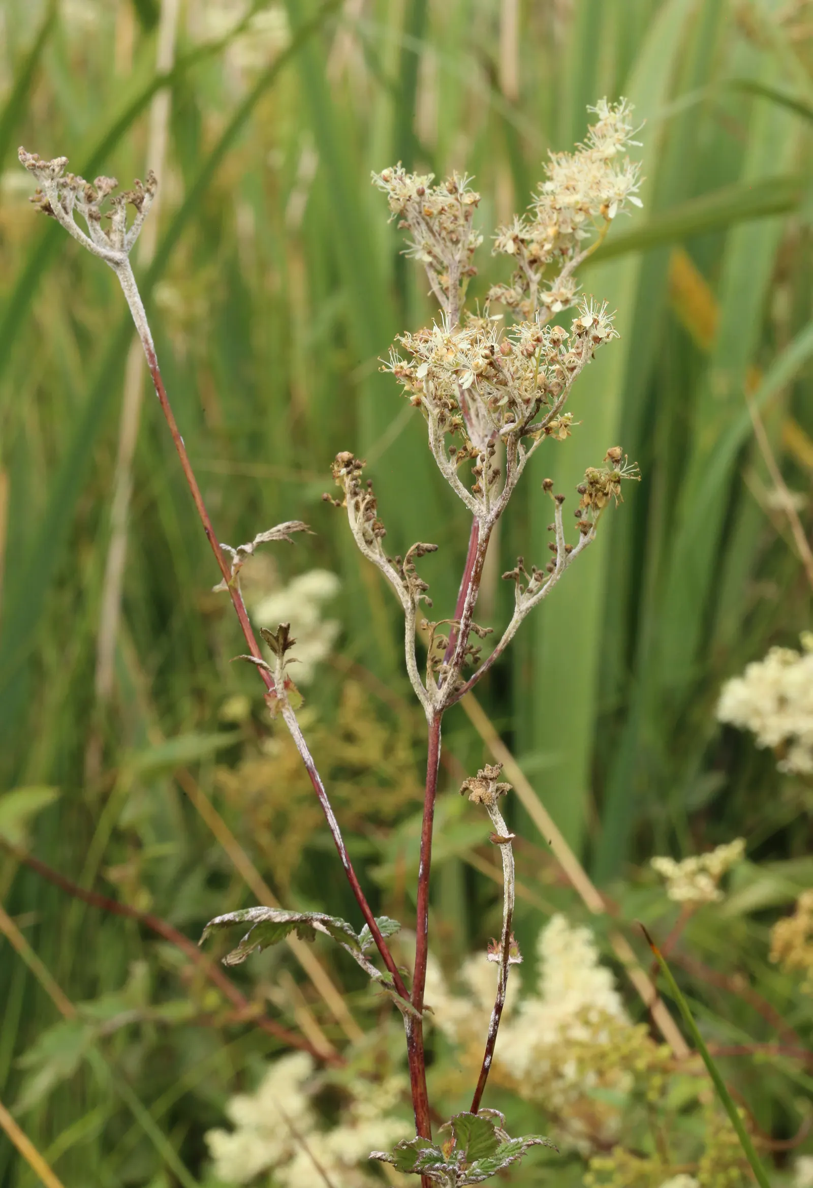 Meadow Sweet (Astilbe X Arendsii) — perennial for shade; consider grouping it in clusters or mass plantings for a visually striking effect