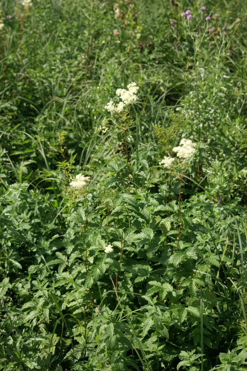 Meadow Sweet (Astilbe X Arendsii) — making it an excellent choice for woodland gardens or shaded borders; thrives in USDA hardiness zones 4 through 9