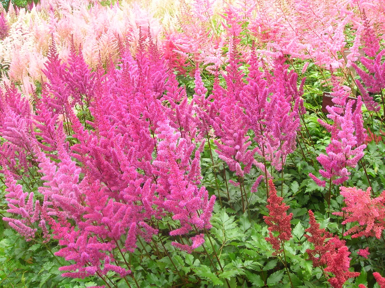 Meadow Sweet (Astilbe X Arendsii) — ensuring visual interest throughout the growing season; providing a long-lasting display of, image 140