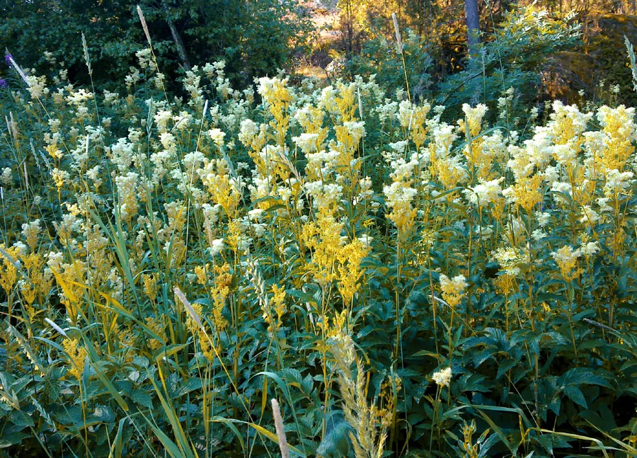 Meadow Sweet (Astilbe X Arendsii) — <br><br>Meadow Sweet typically ranges in height from 18 to 24 inches, with a spread of 12 to 18 inches, image 44