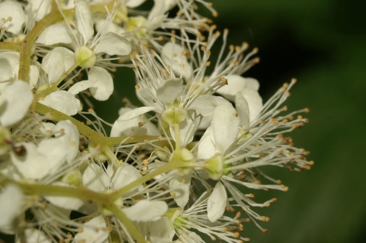 Meadow Sweet (Astilbe X Arendsii) — This compact size allows it to fit comfortably within both small and large landscape designs; and benefit from a layer of