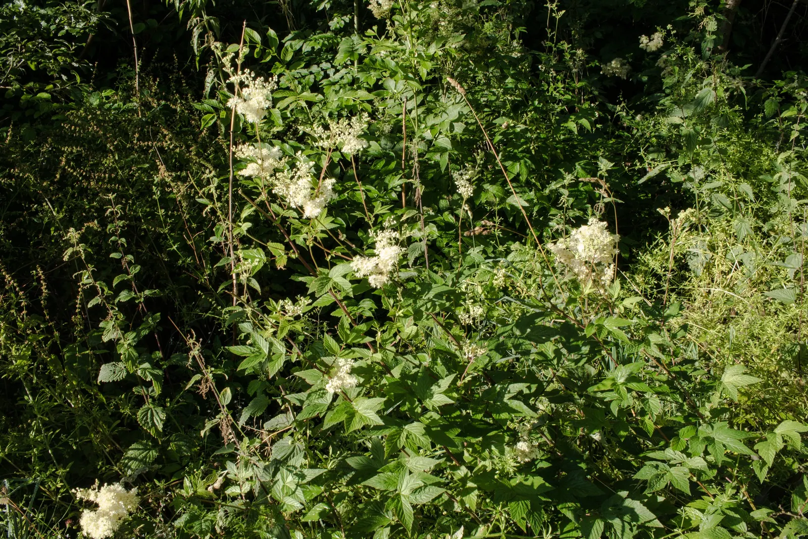 Meadow Sweet (Astilbe X Arendsii) — commonly called Meadow Sweet; this plant flourishes in USDA zones 4 to 9, image 59
