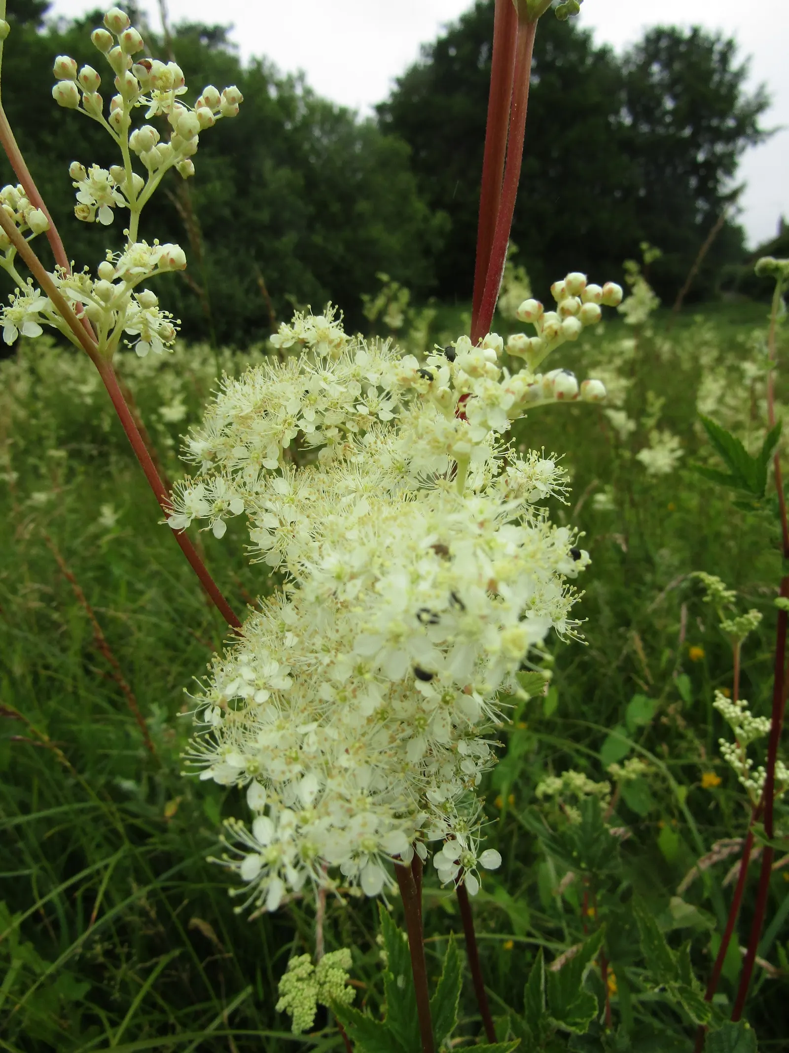 Meadow Sweet (Astilbe X Arendsii) — It prefers part shade to full shade; astilbe x arendsii's attractive foliage persists even after blooms have, image 157