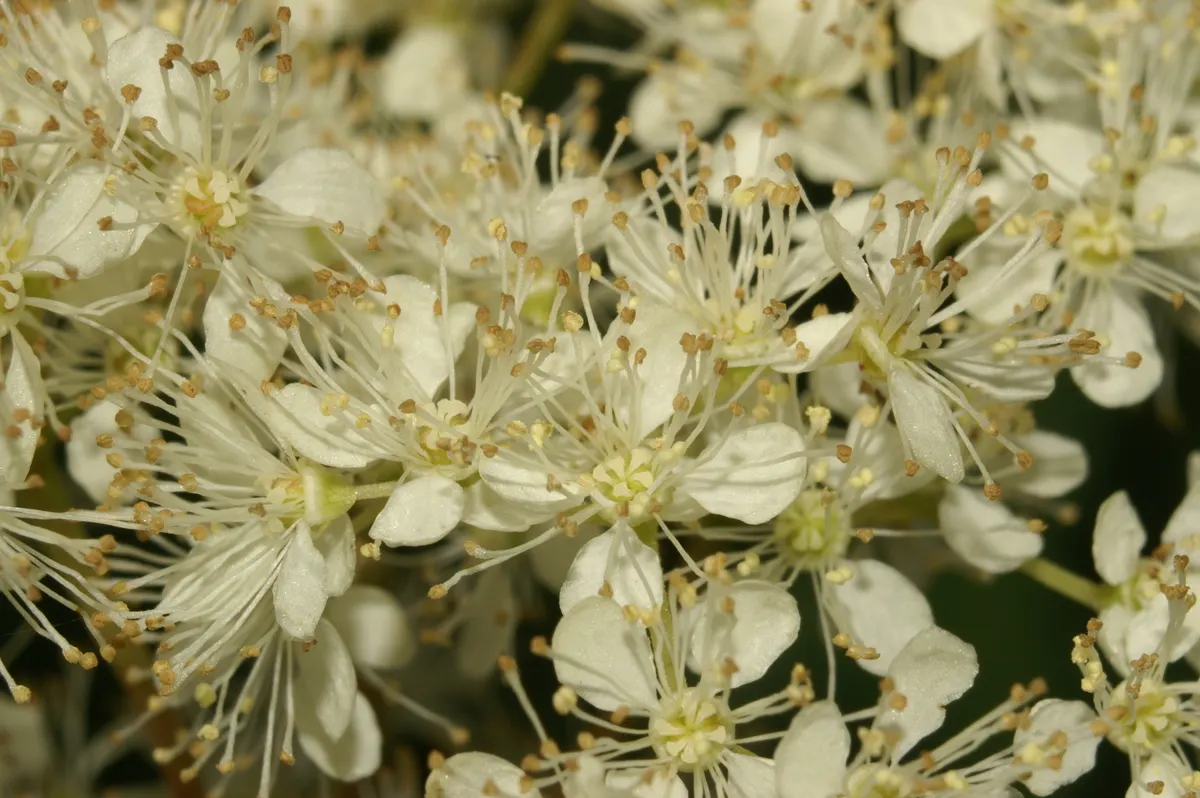Meadow Sweet (Astilbe X Arendsii) — rich soil with good drainage; commonly called Meadow Sweet