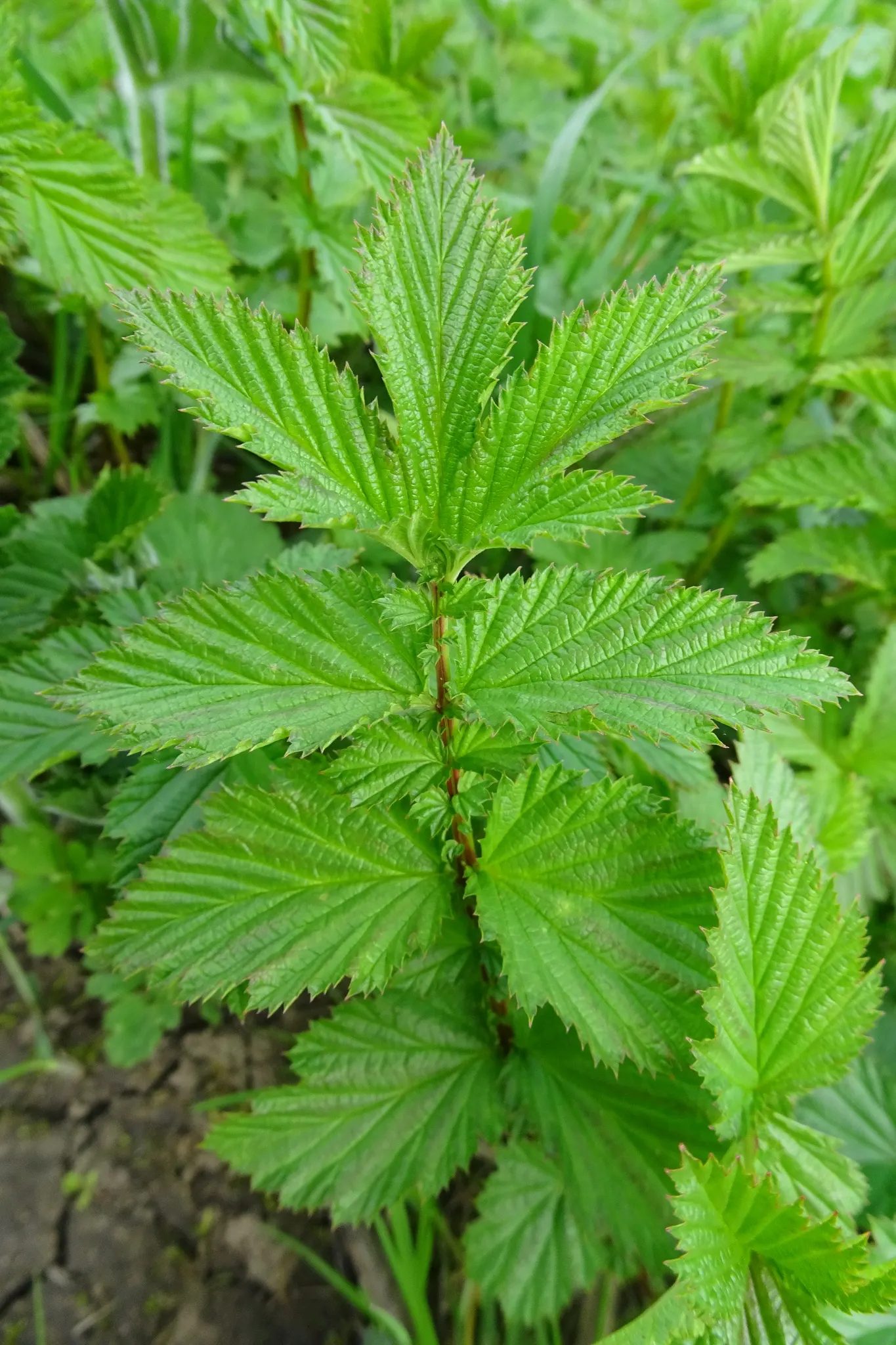 Meadow Sweet (Astilbe X Arendsii) — commonly known as Meadow Sweet; it blooms in mid to late summer