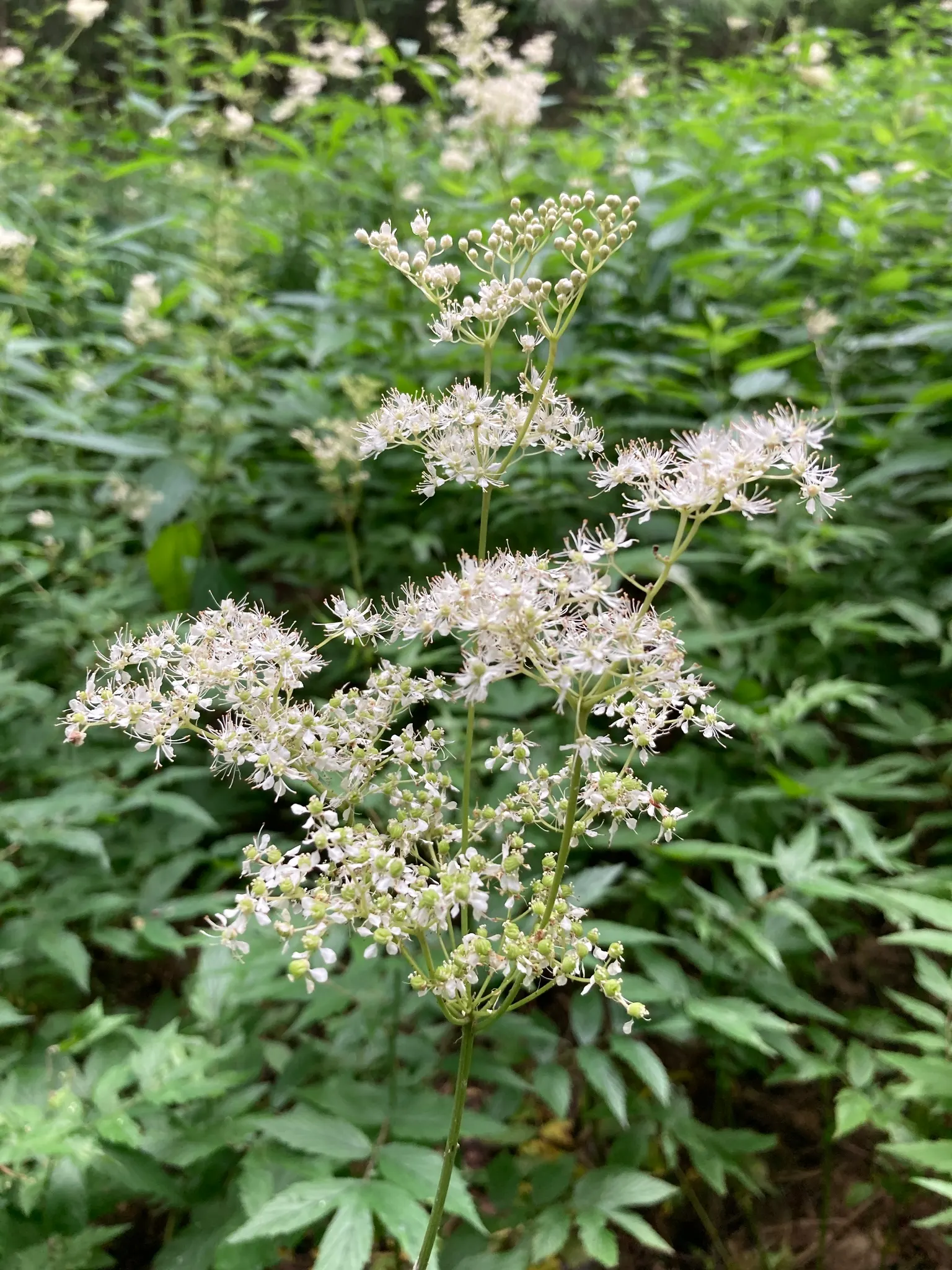 Meadow Sweet (Astilbe X Arendsii) — part of the Saxifragaceae family; is a perennial prized for its feathery plumes of blooms in shades of pink