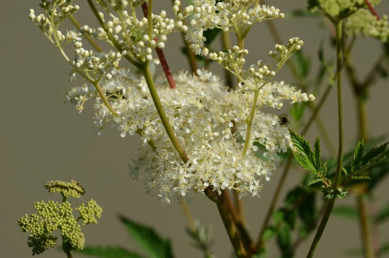 Meadow Sweet (Astilbe X Arendsii) — thus it's often an excellent choice for areas near water features or in shadowy garden spots; textural contrast to garden