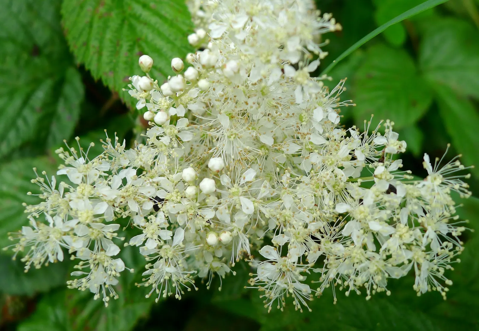 Meadow Sweet (Astilbe X Arendsii) — and benefit from a layer of mulch to retain soil moisture; making it an excellent choice for woodland gardens or shaded