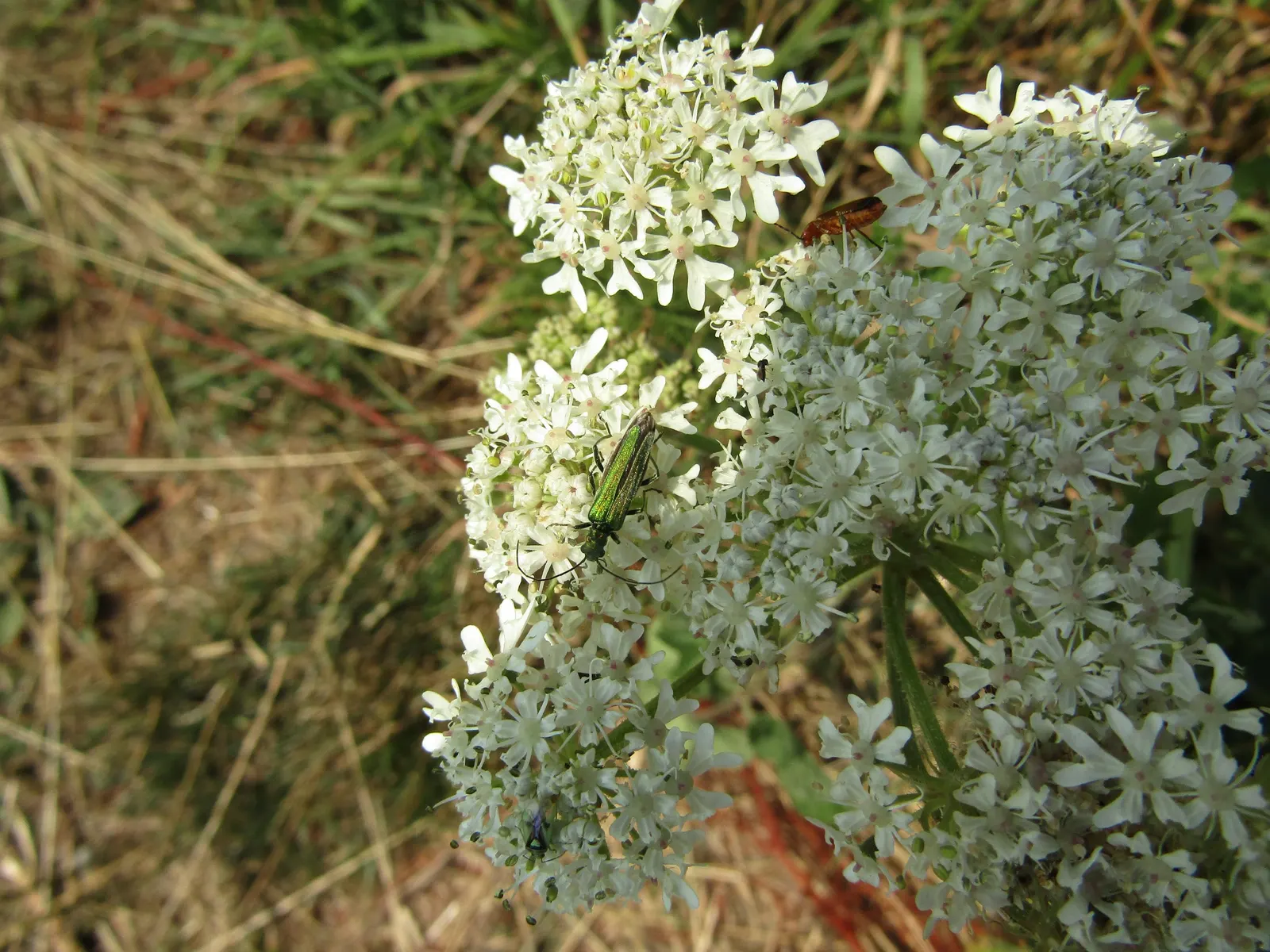 Meadow Sweet (Astilbe X Arendsii) — making it suitable for a variety of climates; this compact size allows it to fit comfortably within both small, image 156