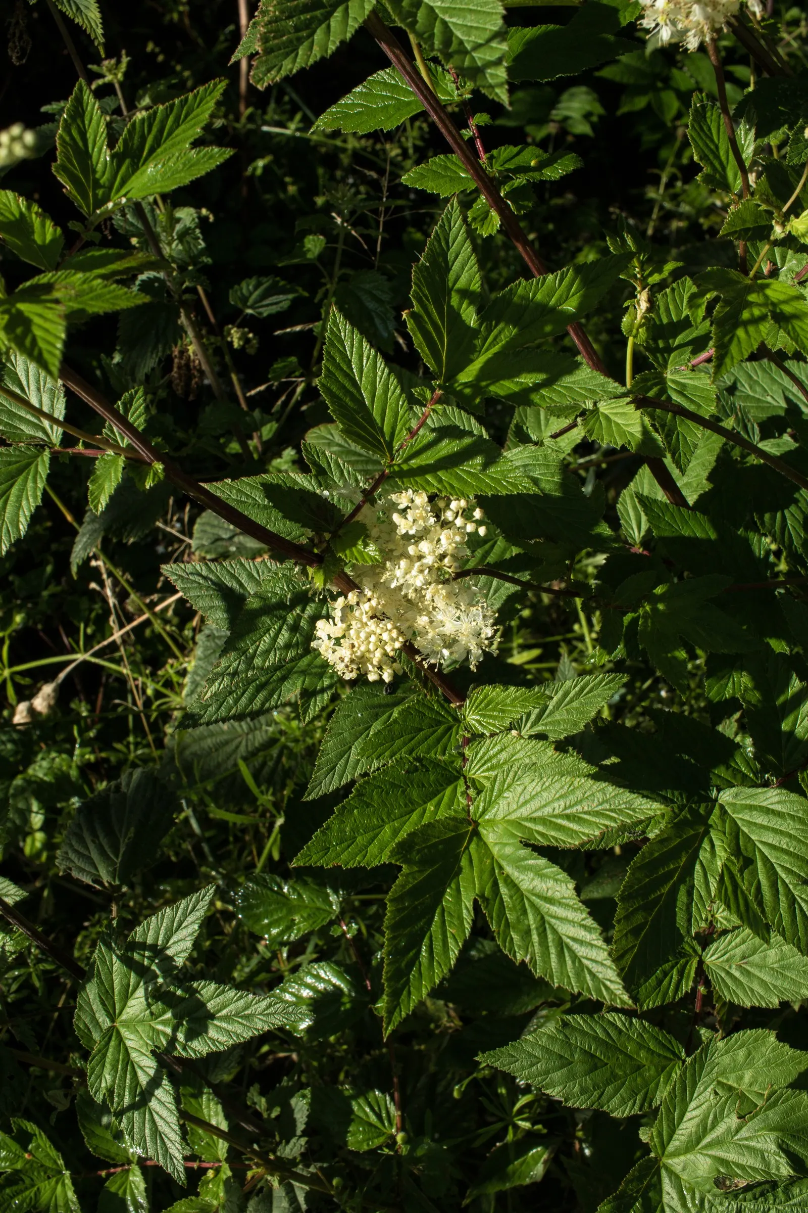 Meadow Sweet (Astilbe X Arendsii) — It prefers part shade to full shade; astilbe x arendsii's attractive foliage persists even after blooms have faded