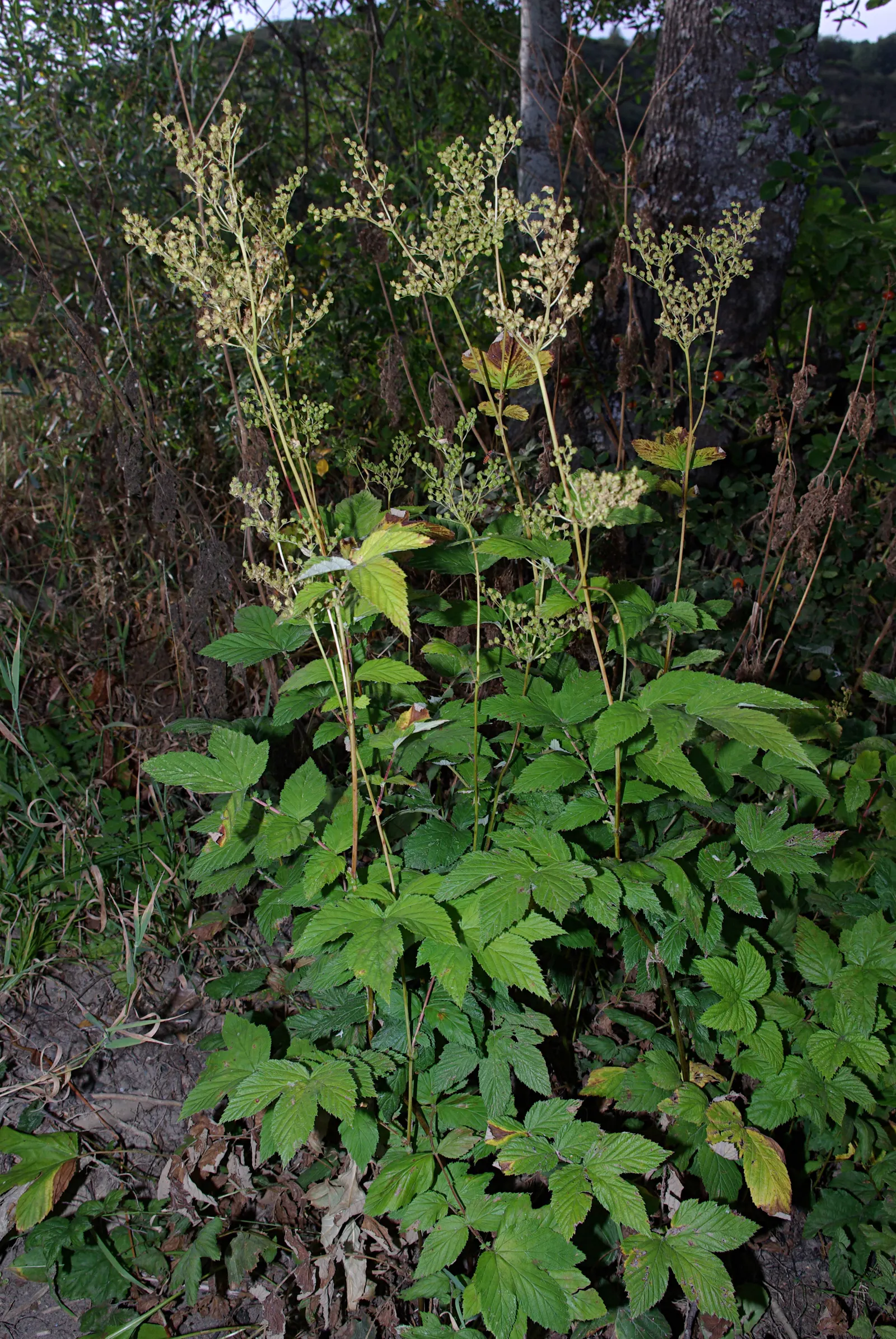 Meadow Sweet (Astilbe X Arendsii) — textural contrast to garden spaces; ensuring visual interest throughout the growing season