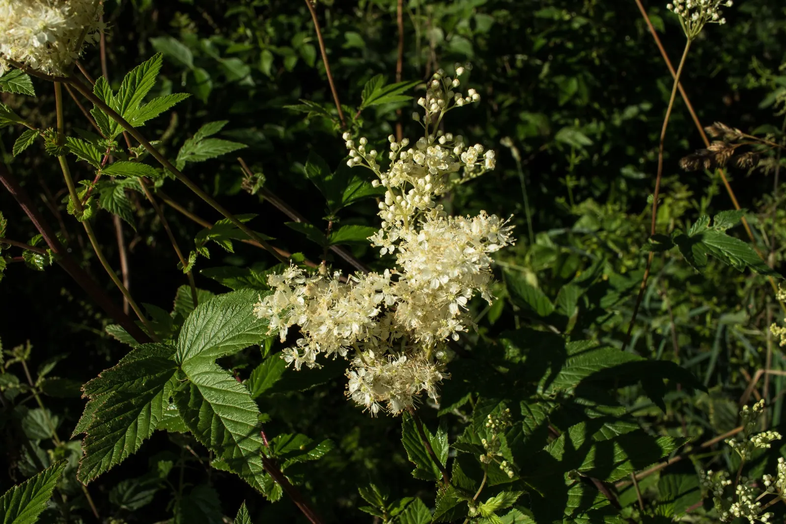 Meadow Sweet (Astilbe X Arendsii) — is a perennial prized for its feathery plumes of blooms in shades of pink; making it suitable for a variety of, image 60
