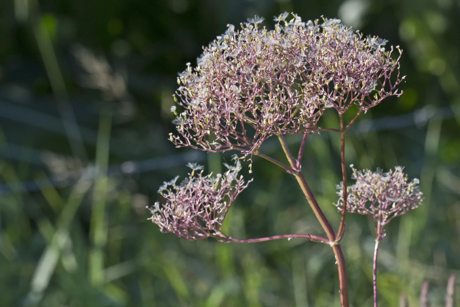 Meadow Sweet (Astilbe X Arendsii) — pink and purple and red and yellow flowers in the garden; it prefers part shade to full shade