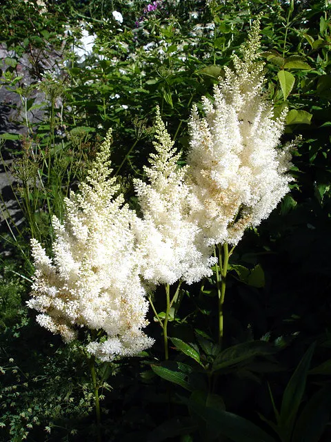 Meadow Sweet (Astilbe X Arendsii) — providing a long-lasting display of color.<br><br>Astilbes are relatively low maintenance; they should be, image 136