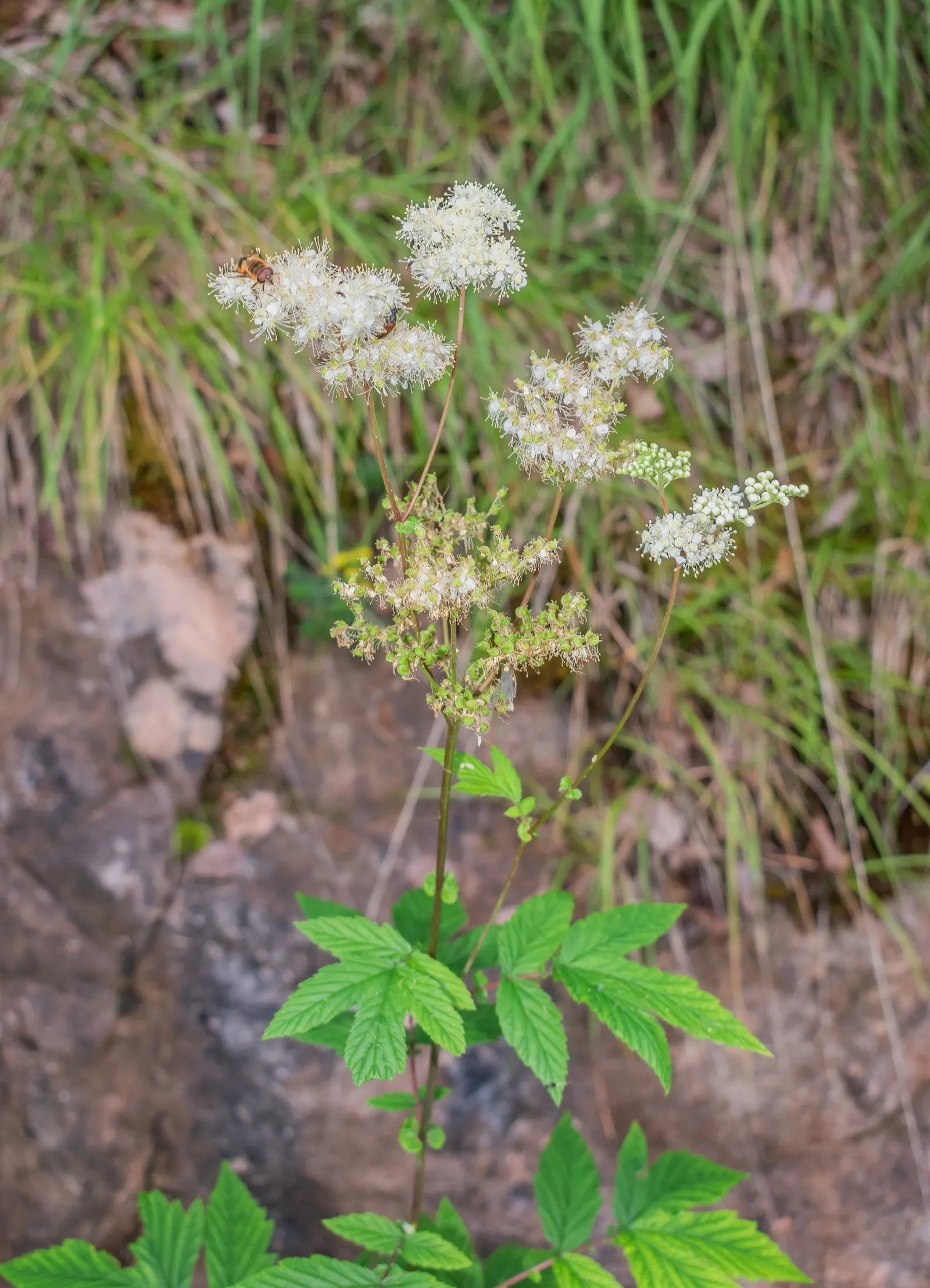 Meadow Sweet (Astilbe X Arendsii) — Astilbe x arendsii's attractive foliage persists even after blooms have faded; rich soil with good drainage