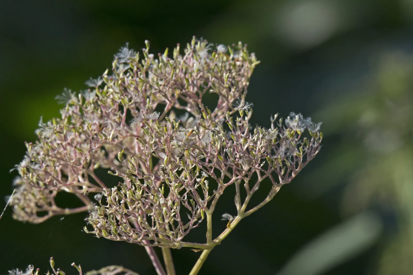 Meadow Sweet (Astilbe X Arendsii) — When integrating Meadow Sweet into a landscape; pink and purple and red and yellow flowers in the garden