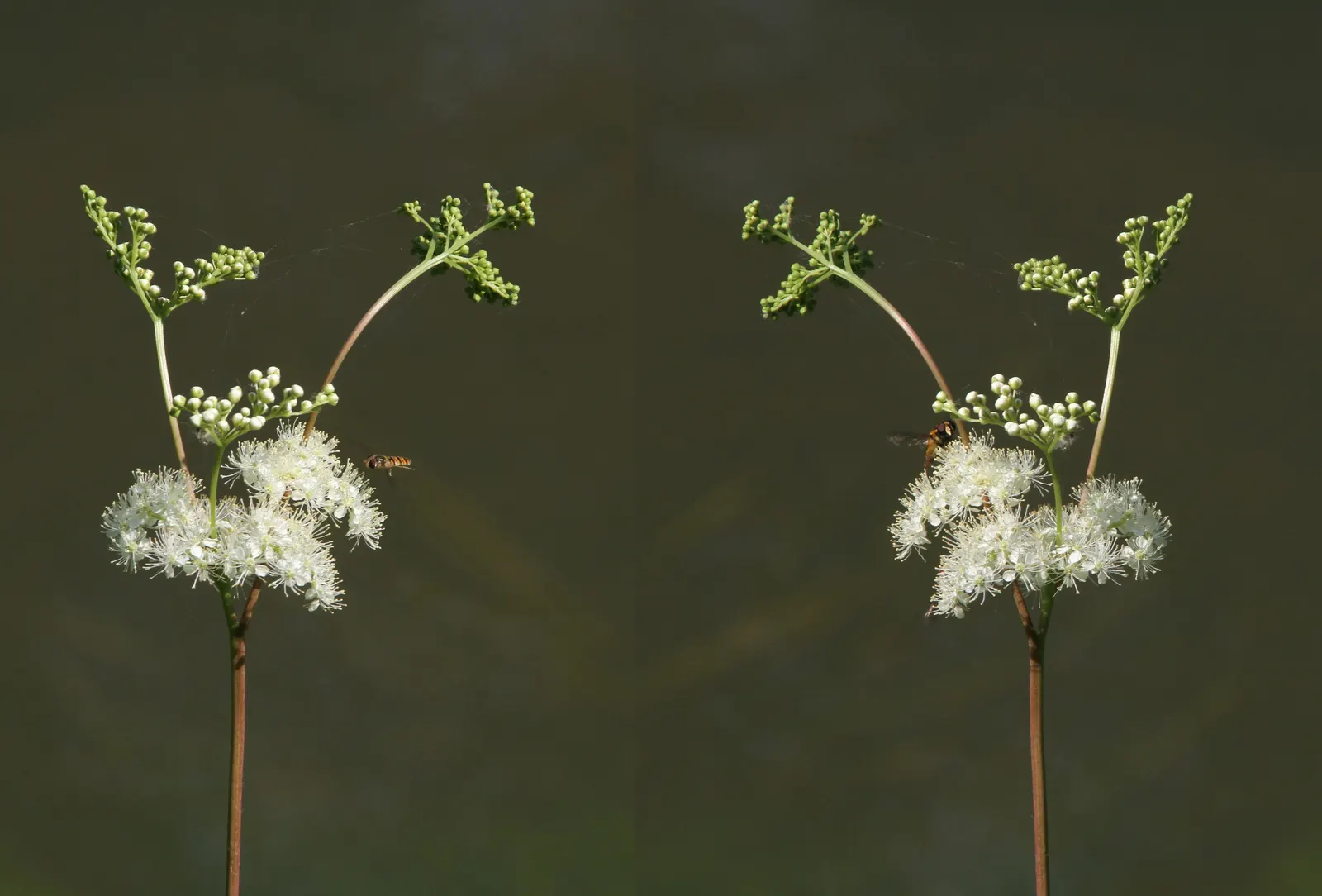 Meadow Sweet (Astilbe X Arendsii) — perennial with pink and purple and red and yellow blooms; the plant's bloom time extends over several weeks