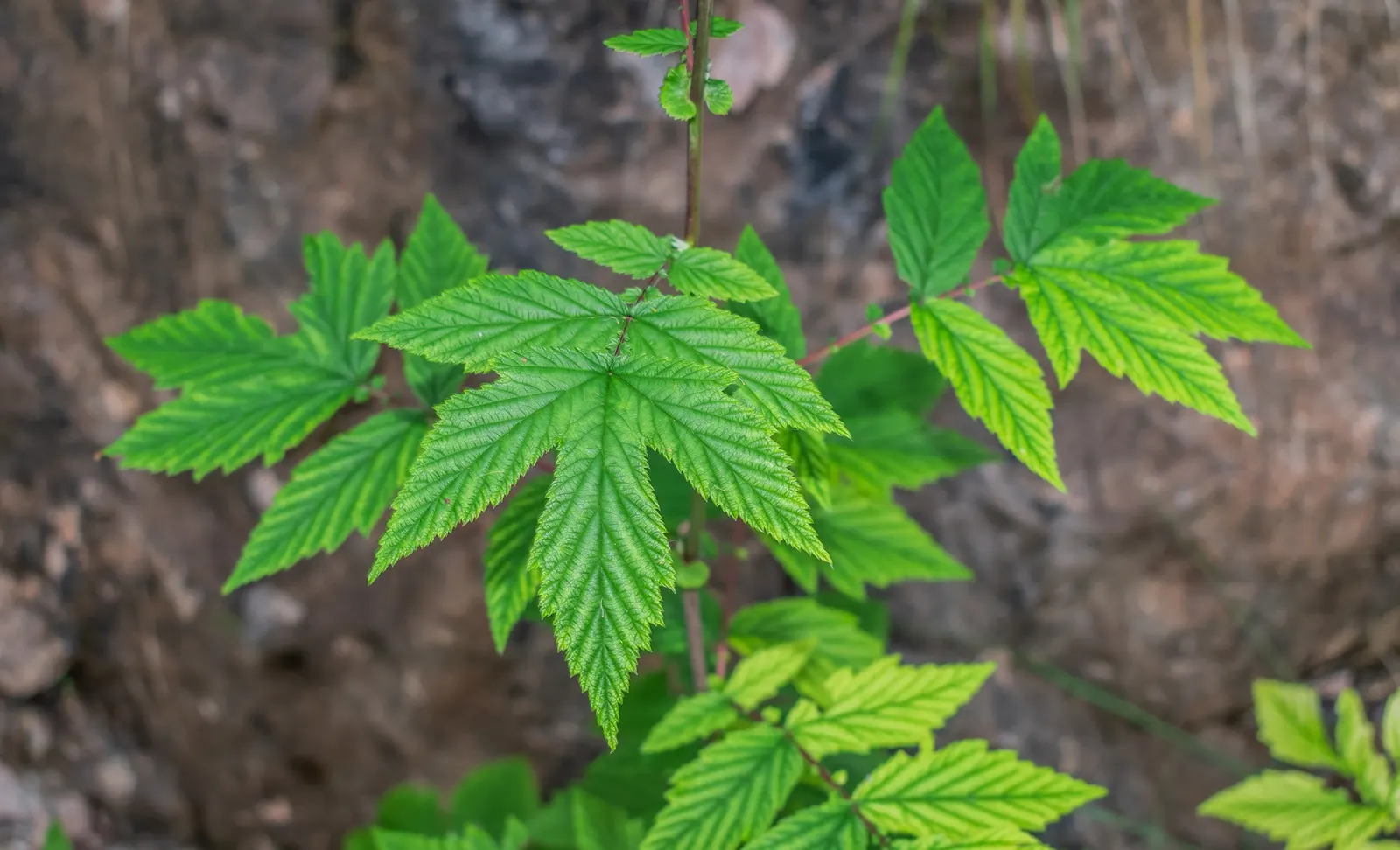 Meadow Sweet (Astilbe X Arendsii) — The plant's bloom time extends over several weeks; thus it's often an excellent choice for areas near water features or in