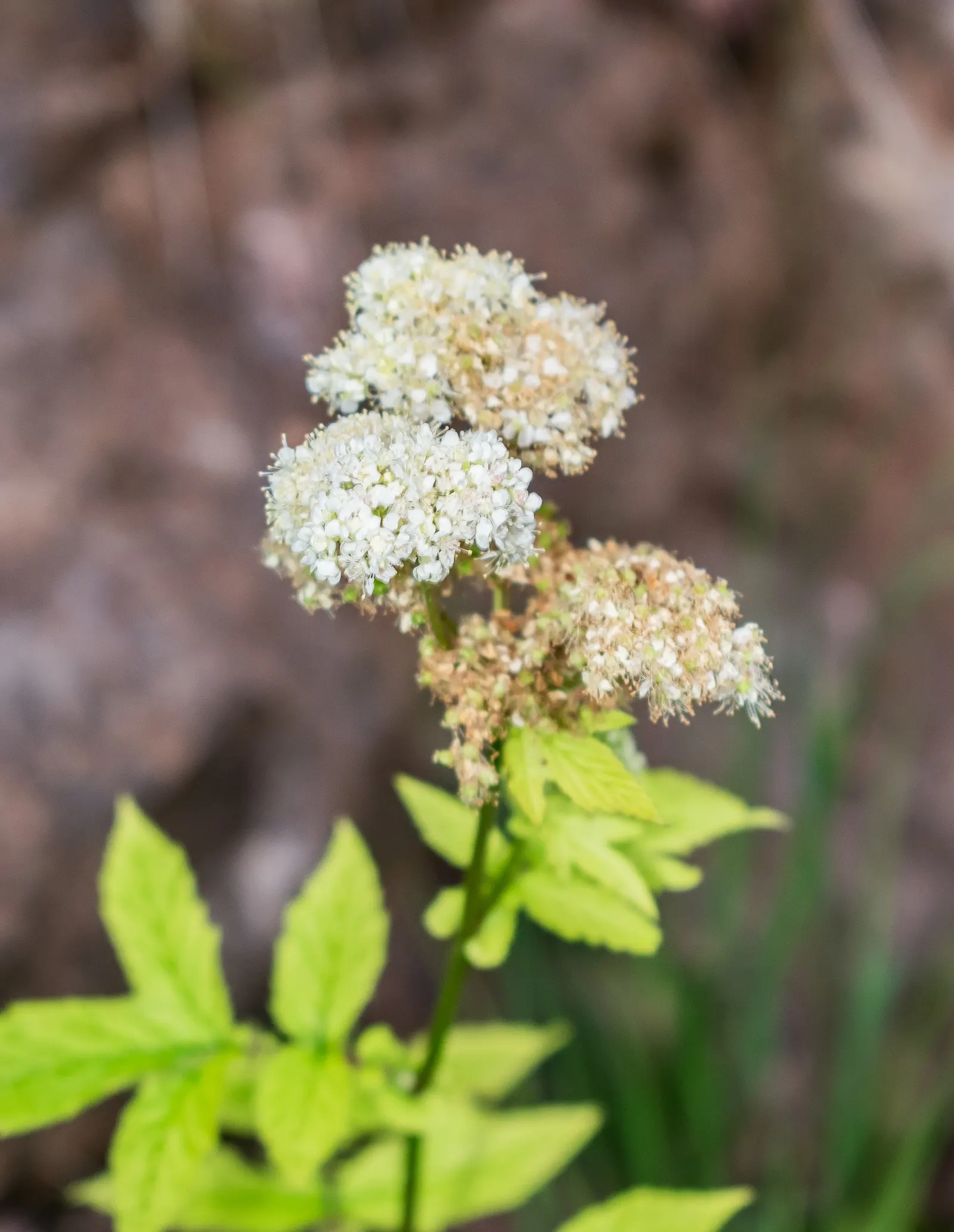 Meadow Sweet (Astilbe X Arendsii) — offering a visual feast ranging from whites and pinks to deep reds and purples; commonly known as Meadow Sweet