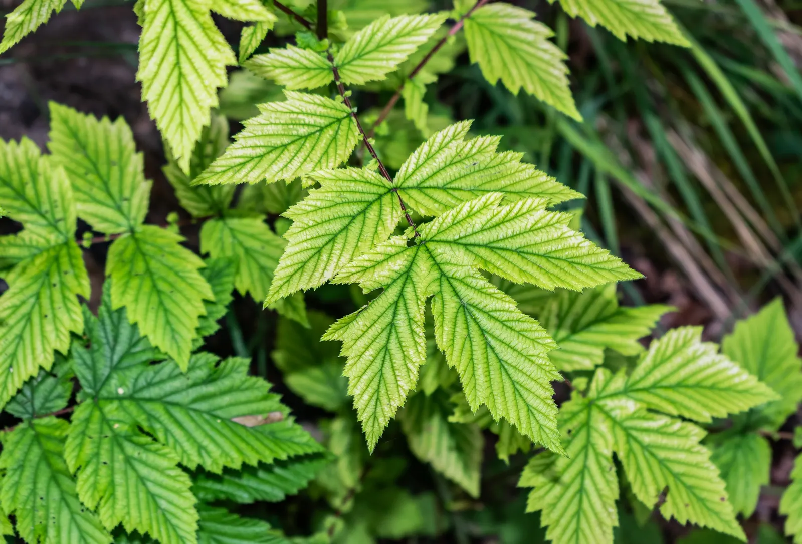 Meadow Sweet (Astilbe X Arendsii) — consider grouping it in clusters or mass plantings for a visually striking effect; providing midsummer color and lush