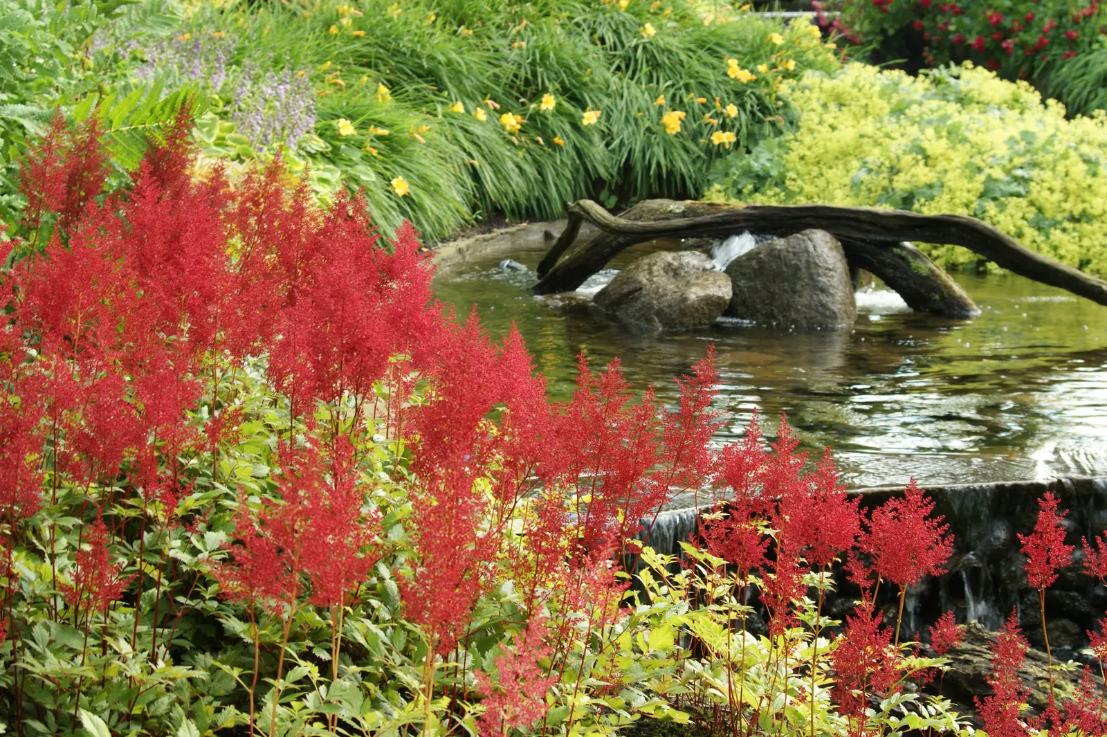 Meadow Sweet (Astilbe X Arendsii) — and benefit from a layer of mulch to retain soil moisture; making it an excellent choice for woodland gardens, image 138