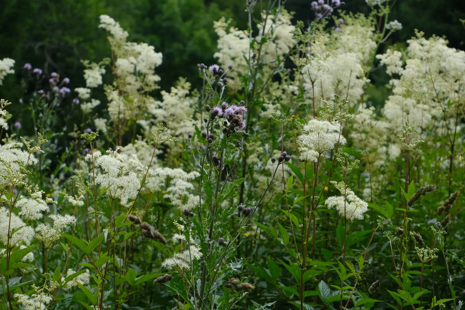 Meadow Sweet (Astilbe X Arendsii) — providing midsummer color and lush; it reaches 18-24 inches in height, favoring partial shade and moist, image 63