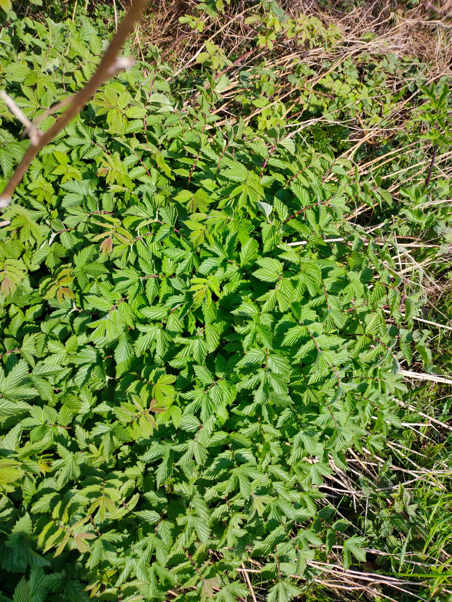 Meadow Sweet (Astilbe X Arendsii) — providing midsummer color and lush; it reaches 18-24 inches in height, favoring partial shade and moist, well-drained soils