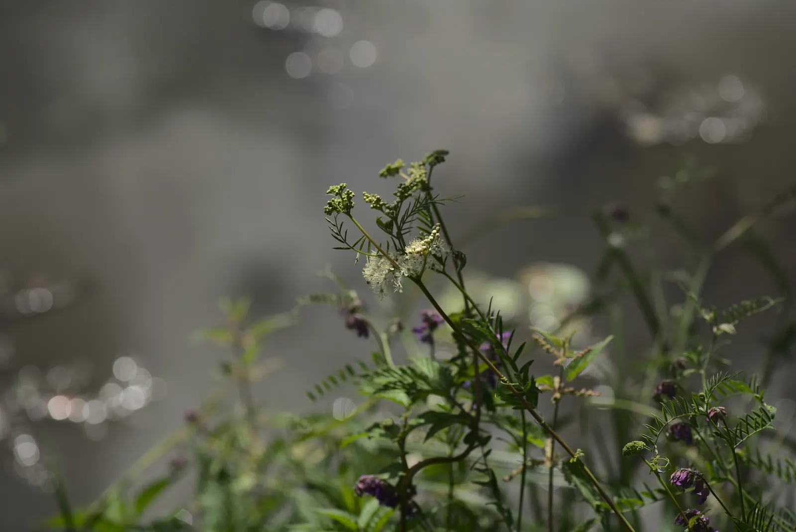 Meadow Sweet (Astilbe X Arendsii) — thrives in USDA hardiness zones 4 through 9; part of the Saxifragaceae family