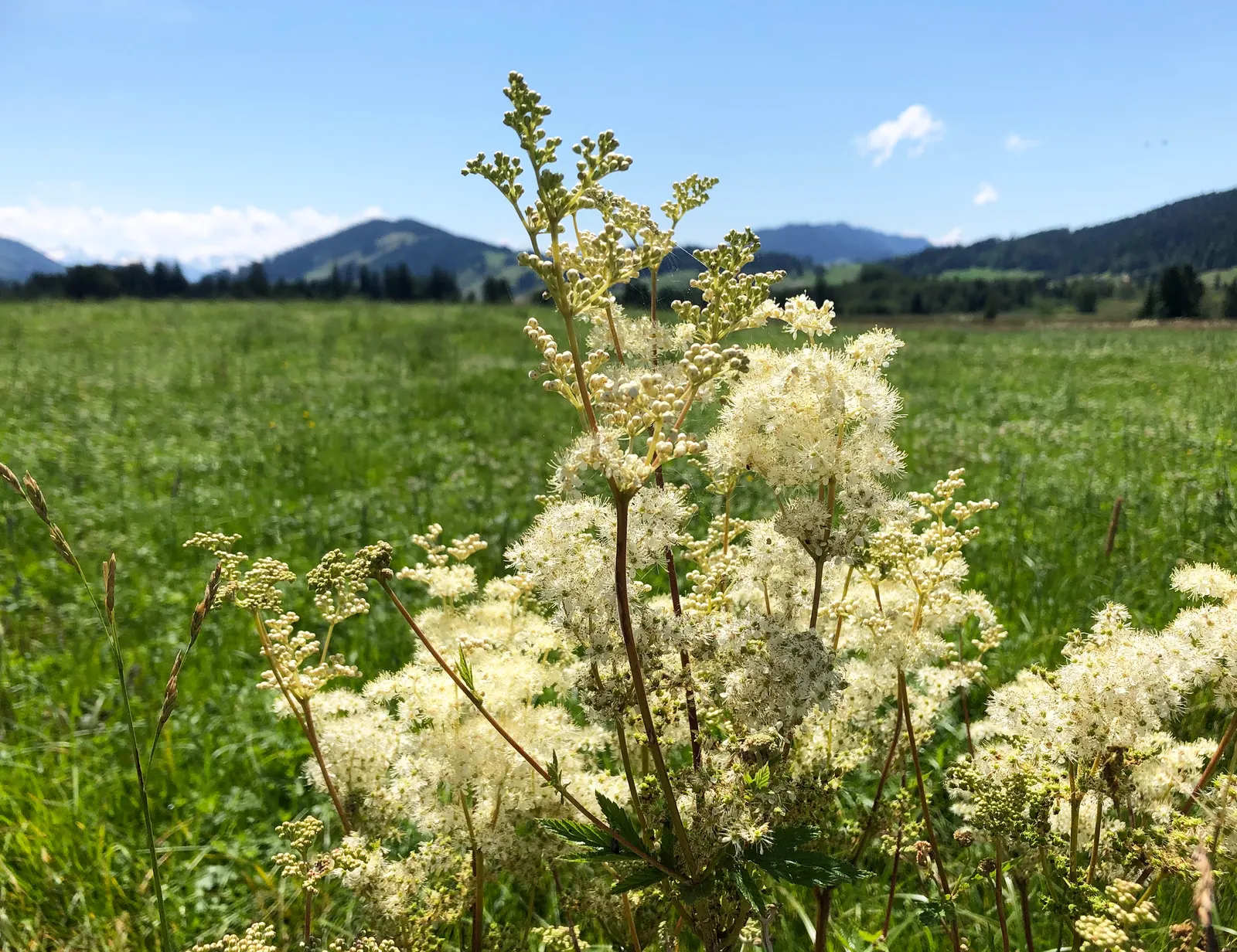 Meadow Sweet (Astilbe X Arendsii) — making it suitable for a variety of climates; this compact size allows it to fit comfortably within both small and large