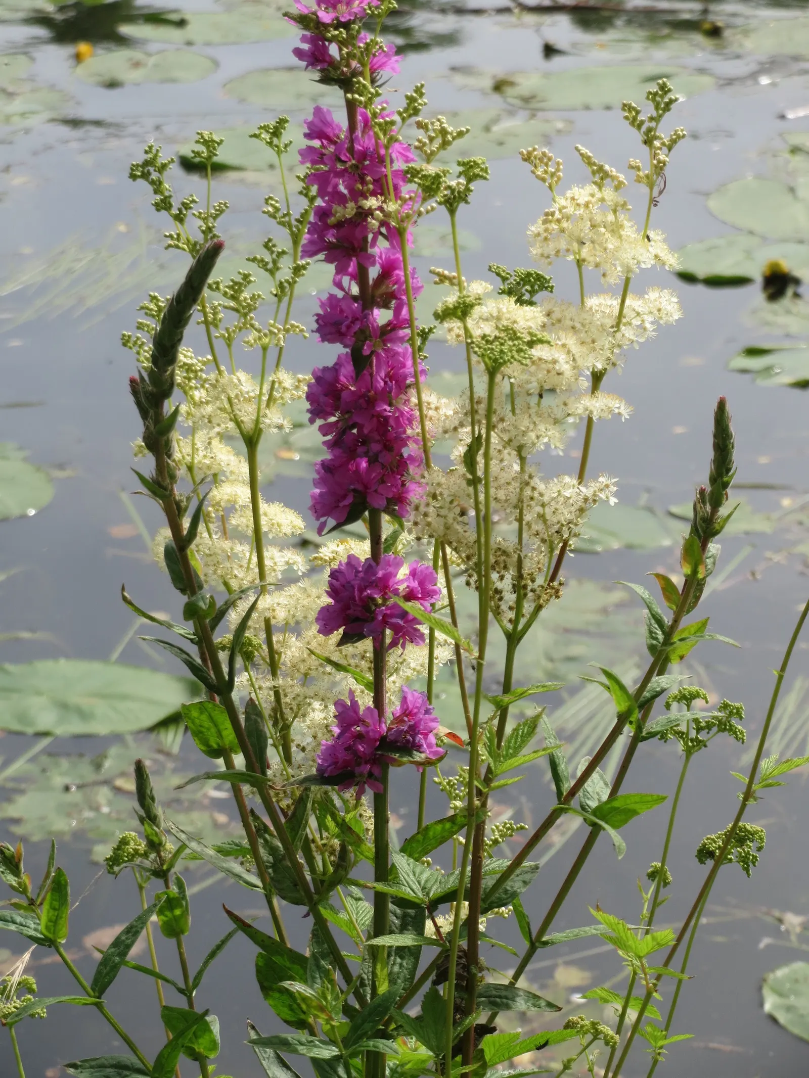 Meadow Sweet (Astilbe X Arendsii) — part of the Saxifragaceae family